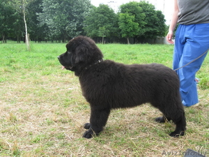 Ньюфаундленда щенки #17817