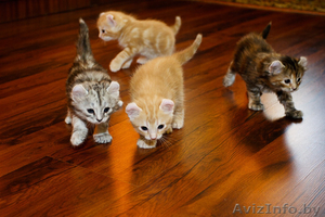 котята на продажу #49010
