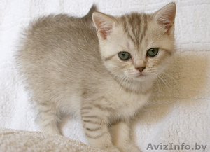 Британские котята с родословной #56346