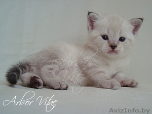 Британские медвежата #55658