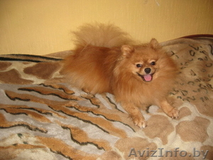 Предлагаю для вязки кобеля немецкого (померанского) карликового шпица #51903