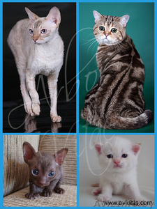 Британские мишутки из питомника #57896