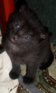 Котята пушистые  в дар #58552