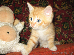 Левушка - котенок цвета спелых апельсинов #58442