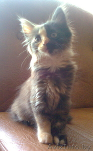 Отдам кошечку(2 мес.) в очень хорошие руки #50320