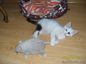 Котенок-мечта по имени Марочка искренне мечтает о семье #58477