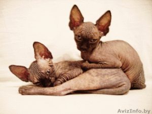 КАНАДСКИЙ СФИНКС котята #57921