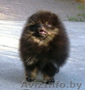 шпиц померанский черн -подпалый #59182
