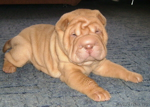 продаются шенки шарпея #54325