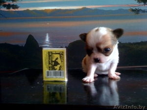 Щенки ЧихуаХуа  #57487