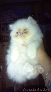 Персидский котёнок #48835