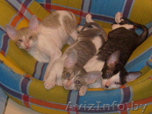 Котята корниш рекс (девочки) #47793