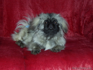 Продам собаку                            #59276