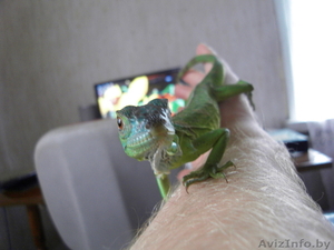 Игуана зеленая #52731