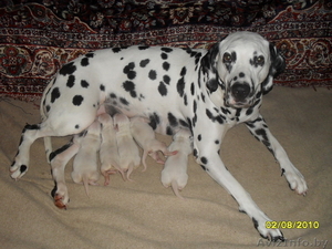 Щенки далматина #49411