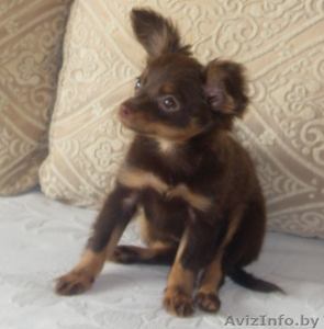 Продается Русский длинношорстый той-терьер #59865