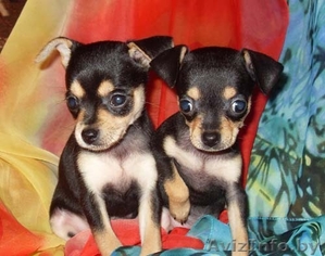 щенки той терьера #58001