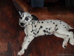 продам щенков далматина. #60098