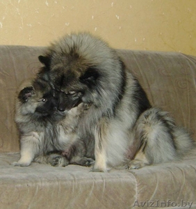 Продаются щенки кеесхонда/вольфшпица #54134