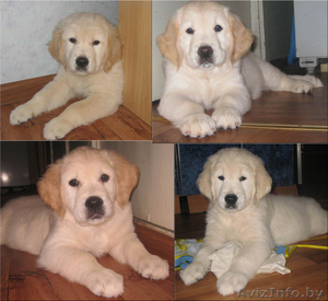 золотистый ретривер (голден) - щенки #45150