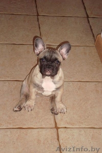 ПРОДАМ ЩЕНКА ФРАНЦУЗСКОГО БУЛЬДОГА,  ДЕВОЧКА #52176