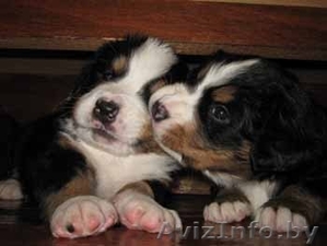 Бернский зенненхунд #66261