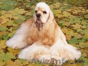 Племенное разведение - щенки американского кокер спаниеля #65001