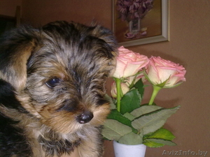 Йоркширского терьера щенок,  девочка. 3 мес,  стандарт,  привита #65078