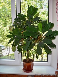 комнатная пальма,  5 лет #64670