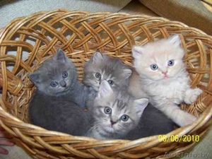 Котята скоттиш страйт #70132