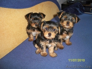 Йоркширские терьеры (кобели) #65795