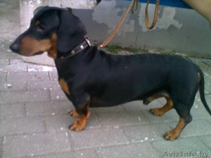 породистая такса в дар #69363