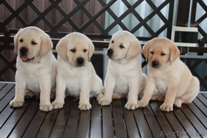 щенки лабрадора #60611