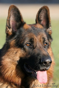 Дрессировка собак любых пород с выездом на дом по Белоруссии  #71782