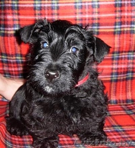 СКОТЧ-ТЕРЬЕР щенки #72654