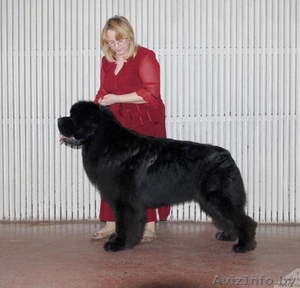 Щенки ньюфаундленда #61483