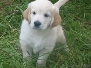 золотистый (голден) ретривер #65049