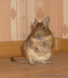 дегу экзотический грызун #70127