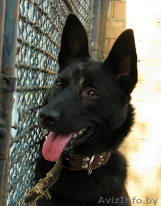 Бусина - лаечка роскошного угольно-черного окраса! #72770