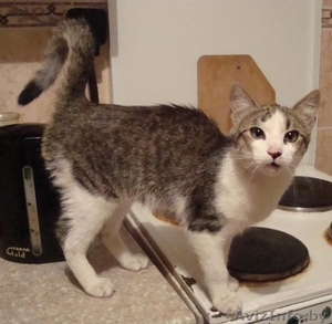 Котенок по имени Пряник ищет хозяина - в дар в добрые руки #69159