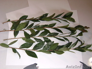 цитруси, мандарини,  декоративние растениа #69641