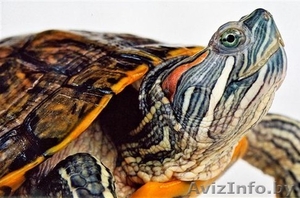 Продам 2 красноухих водных черепах вместе с аквариумом #61826