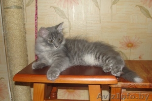 Сибирские котята #73803