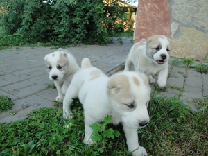 Щенки Среднеазиатской Овчарки (Алабаи) #63873