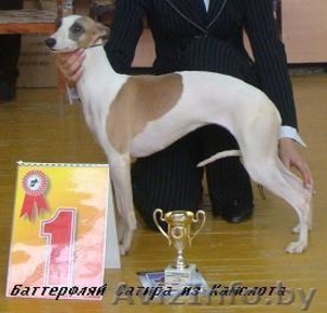 Уиппет (малая английская борзая) #69323