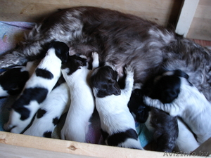 Щенки русского спаниеля #67999