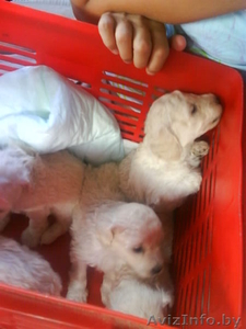 продаются щенки (карликовый пудель, белый) #71850