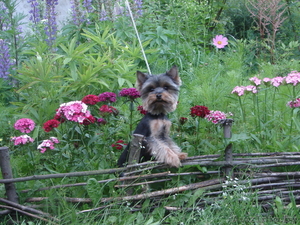 Йоркширского Терьера продам #70670