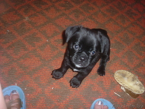 продам двухмесячного щенка мопса чёрной окраски. #63876