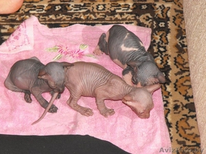 Канадский сфинкс породистые #71023